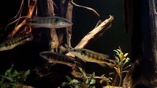 amazon aquarium 1300L330G crenicichla lenticulata [upl. by Allerie]