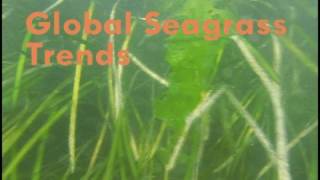 Seagrass [upl. by Leary345]