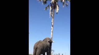 Smart elephant shaking a palm tree for food in Botswana [upl. by Madelene]