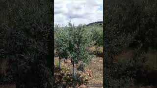 Consejos Gestión Finca de olivar Superintensivo Parte 1 [upl. by Okkin]