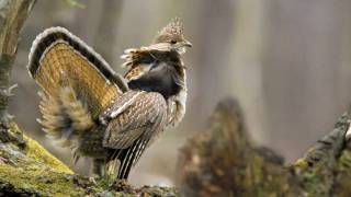 Voices Ruffed Grouse [upl. by Laaspere289]