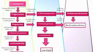 Vias de sintesis de hormonas esteroides [upl. by Eleda]