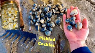 COCKLE PICKING for Pickling  Foraging Fresh Clams [upl. by Eniamrehc]