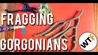 How to Frag Gorgonian aka Sea Fan Corals  Coral Cutting Tutorial [upl. by Refannej]