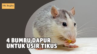 Cara Mudah Usir Tikus dengan Bumbu Dapur [upl. by Rentschler]