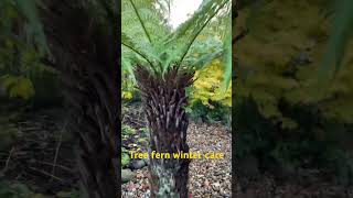 Tree fern winter care [upl. by Hulbig]