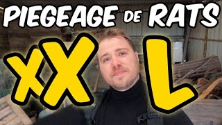 Piégeage XXL dans une ferme infestée de RATS  Épisode 1 [upl. by Enilaf]