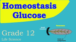 Homeostasis  Negative feedback mechanism  Glucose level  Life science grade 12 [upl. by Meek289]