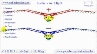 Feather Flight  How do birds fly [upl. by Aduh]