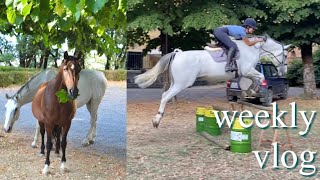 weekly vlog con i cavalli a casa🐴✨  Flaminia Bologna [upl. by Duaner856]