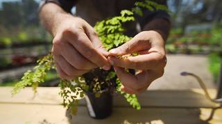 How to Grow and Care for Maidenhair Ferns [upl. by Dareece]