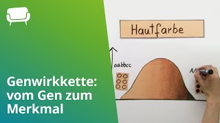 Genwirkkette vom Gen zum Merkmal  Biologie  Genetik [upl. by Offen107]