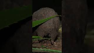 Weak Pangolin Struggles to Find Food pangolin wildliferescue shorts [upl. by Ahras613]