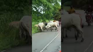 La increíble belleza de los Llanos venezolanos 🇻🇪Venezuela llano naturaleza vida luz travel [upl. by Aitetel]