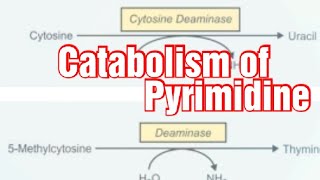 Catabolism of Pyrimidine Biochemistry  Pyrimidine degradation pathway [upl. by Mendelson]