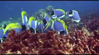 Blue Tang Surgeonfish Acanthurus coeruleus [upl. by Maximilien34]