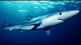 Facts The Blue Shark [upl. by Englis381]