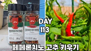 식물 페페론치노 키우기  Growing storebought peperoncino seeds [upl. by Wolff]