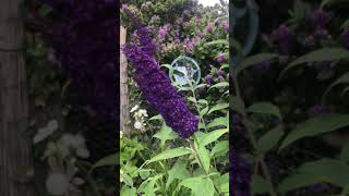 Buddleja davidii ‘black knight’ [upl. by Myrtia]