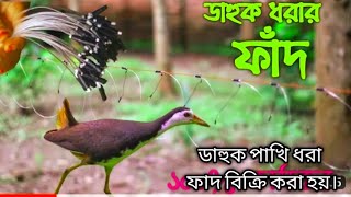 ডাহুক পাখি ।বগ পাখি। কোড়া পাখি।অতিথি পাখি শিকার করা সহজ চায়না জাংগী ফাদ। [upl. by Harwill]