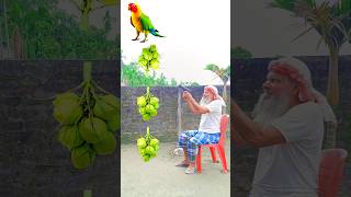 Rounding green coconuts bunch to Duck Peacock Pigeon amp Parrot  Birds names magic video [upl. by Hgeilyak933]