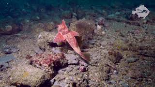 SCUBA diving on Peveril Ledges Swanage [upl. by Primrosa42]