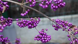 1 minuut natuur callicarpa [upl. by Yvad]