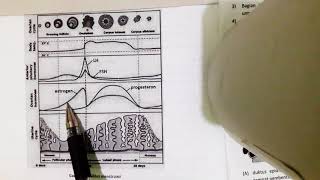 Siklus Menstruasi  Memahami Gambar Mudah dipahami [upl. by Dayle]