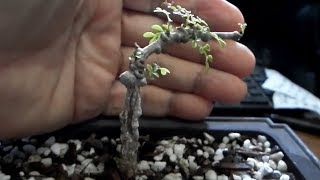 How to grow Elephant tree  Operculicarya decaryi  mini bonsai and propagation [upl. by Downes745]