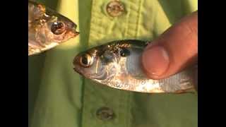 Gizzard Shad Fish 24 and Threadfin Shad differences [upl. by Collie283]