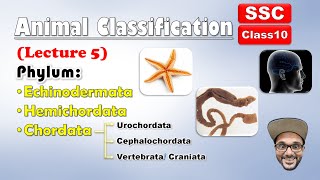 Animal Classification Lecture 5  Echinodermata Hemichordata chordata  Class 10 SSC  state board [upl. by Sorrows]