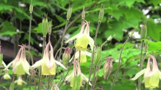 ポール・スミザー Aquilegia buergeriana ヤマオダマキ [upl. by Douglas]