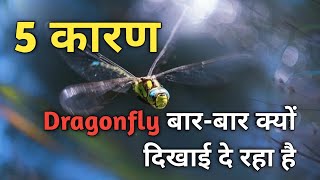 Dragonfly बार बार क्यों दिखाई दे रहा है 🐲l Seeing Dragonfly Meaning in Hindi ✍️ [upl. by Helse]