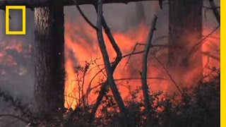 Giant Sequoias Need Fire  National Geographic [upl. by Whitaker]