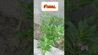 GROWING VINCA AND PERIWINKLE viral nature garden gardeningideas shortsfeed shortvideo shorts [upl. by Erdne]