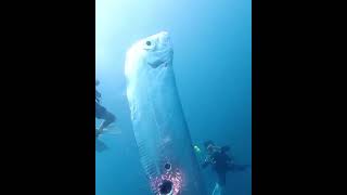 📍Rarest Fish In The World oarfish rarefish rare caughtoncamera [upl. by Sucirdor]