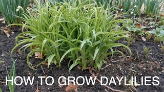 How to Grow Daylilies [upl. by Adnertal]