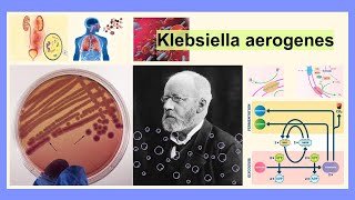 Klebsiella aerogenes [upl. by Tilney450]