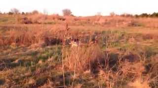 Yellow Creek Puppy half Running Rabbit Part 2 [upl. by Annas371]