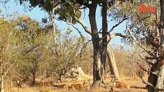 Leopardo Emboscando Impala Desde Un Arbol [upl. by Joli782]