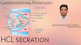 HCL Secretion by Parital cells in the Stomach  GASTROINTESTINAL PHYSIOLOGY  বাংলা [upl. by Hardunn]