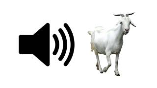 Goat  Sound Effect  ProSounds [upl. by Lamson]