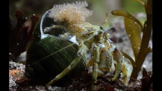 Common Hermit Crab releasing Larvae Irish Native Marine Rockpool Aquarium [upl. by Anerda]