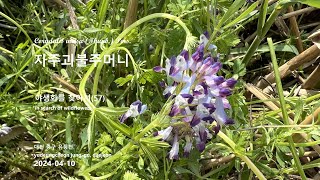 자주괴불주머니 Corydalis incisa 야생화를 찾아서57 in search of wildflowers 대전 유등천 yudeungcheon junggu daejeon [upl. by Aihcrop]