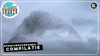 Enorme spreeuwenzwermen  Compilatie Zelf Geschoten  Vroege Vogels [upl. by Bayer]