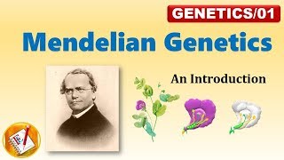 Mendelian Genetics P F1 and F2 Generation FLGenetics01 [upl. by Cumings810]