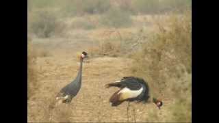 Black Crowned Crane Balearica pavonina [upl. by Corel]