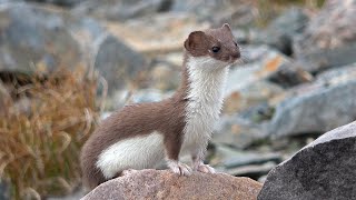 Least Weasel in northern Norway [upl. by Nireves]