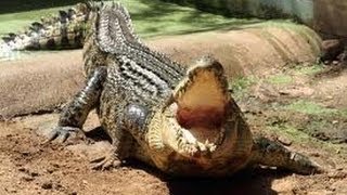 Crocodile infested river bursts its banks into streets  Limpopo [upl. by Rehpoitsirhc5]