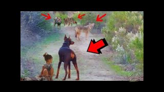 DOBERMAN Salva A NIÑA De 4 COYOTES 😲 15 Animales Que Se Metieron Con El Oponente Equivocado [upl. by Nosnarb]